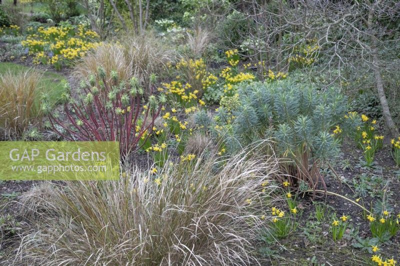 Parterre de fleurs d'hiver avec 'Tete a Tete narcissus', graminées et tiges d'euphorbes colorées aux jardins botaniques de Winterbourne, février 