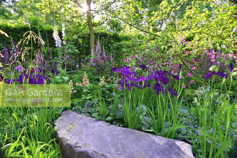 Large stone seat surrounded by plants: Iris ensata 'Laughing Lion' and 'Oase', Rodgersia pinnata 'Snow Clouds', Brunnera macrophylla 'Sea Heart'. June
Bord Bia Bloom, Dublin
Designer: Jane McCorkell
