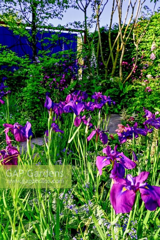 Mixed summer border with Iris ensata 'Laughing Lion' and trees. June
Bord Bia Bloom, Dublin
Designer: Jane McCorkell
