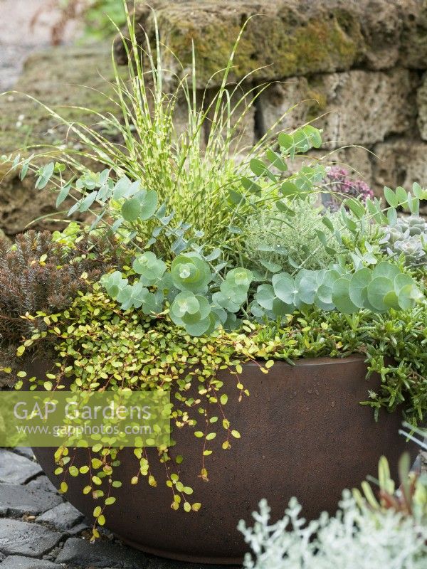 Fall planting in plant container with Sedum, Muehlenbeckia, Eucalyptus and Miscanthus, autumn October