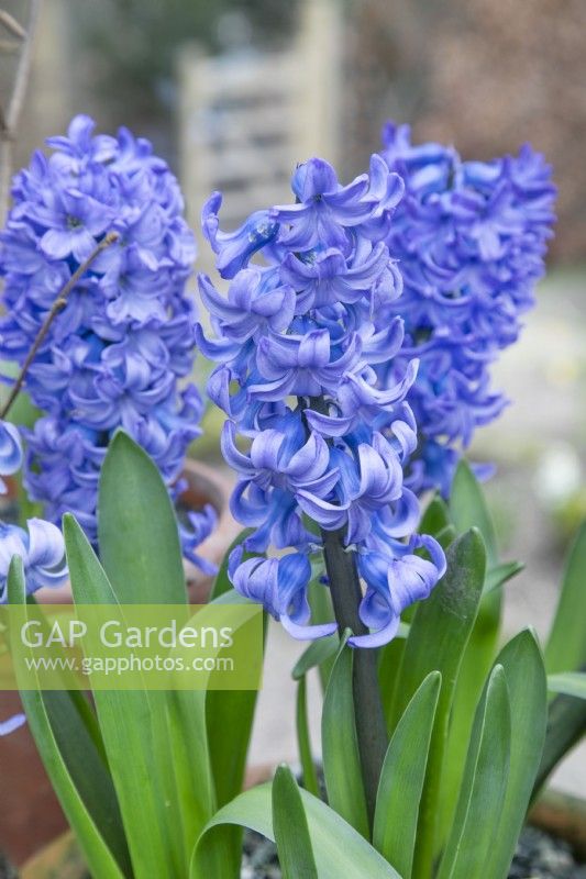 Hyacinth 'Delft Blue', February