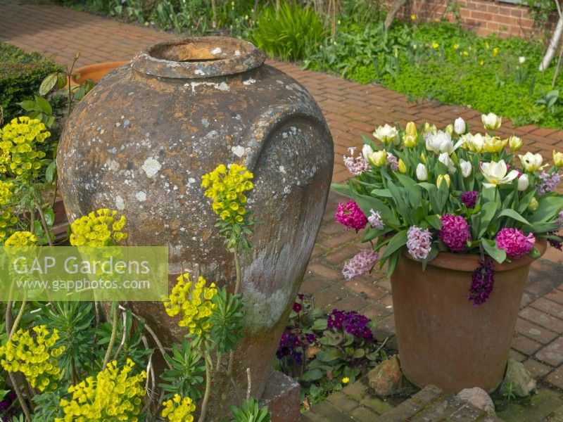 Container of flowering hyacinths and tulips, nearby Euphorbia and an empty urn, March Spring