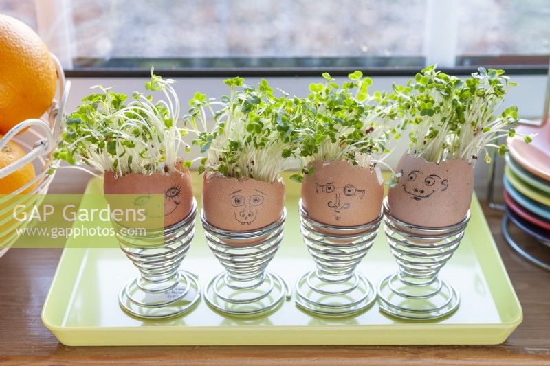 Salad cress growing in empty egg shells with cartoon cartoon faces to encourage children to garden.