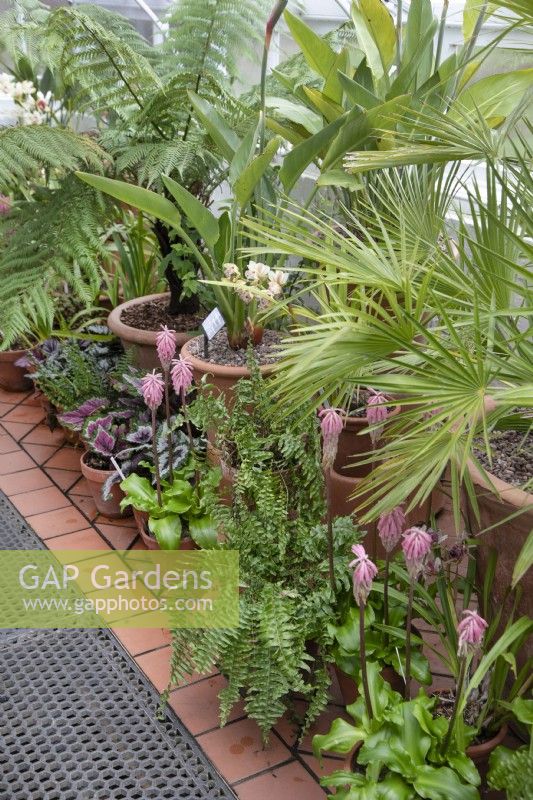 The Mediterranean glasshouse at Winterbourne Botanic Gardens, large pots of palm, Dicksonia Antarctica - Tree Fern - with smaller pots of Veltheimia capensis with pink flowers plus ferns in front, February