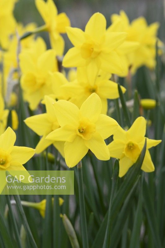 Narcissus 'Marie Curie Diamond' - Daffodil