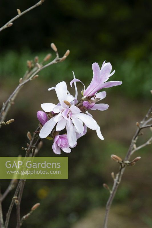 Magnolia stellata 'Rosea' - Magnolia étoilé 