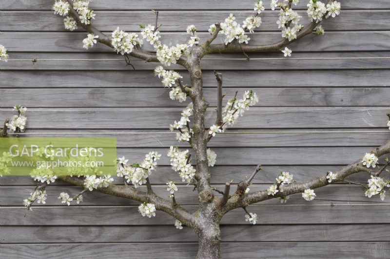Prunus domestica 'Haganta' -  Espalier plum tree in blossom