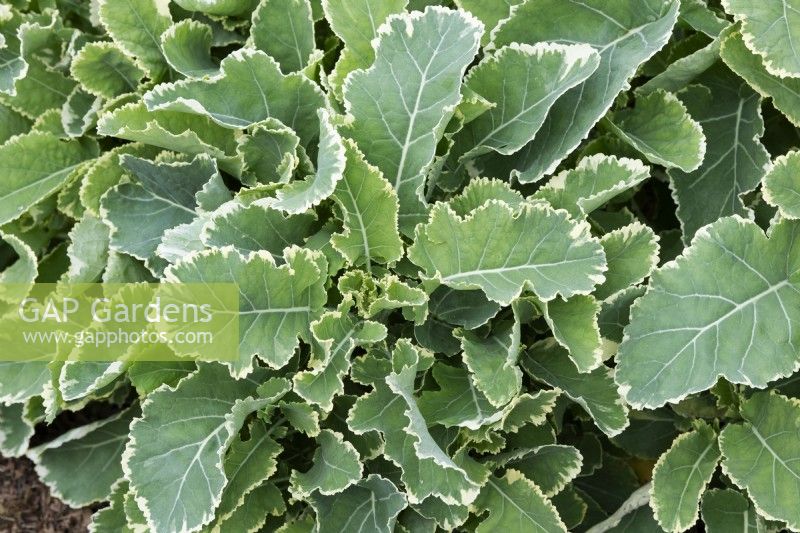 Brassica oleracea var. ramosa 'Daubenton Panache' - Chou frisé vivace 