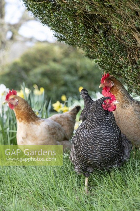 Trois poules dans un jardin dont une Specklesdy, Buff et Columbine. 