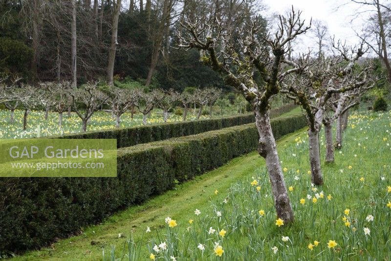 Evergreen hedges running between fruit trees at Painswick Rococo Garden in March