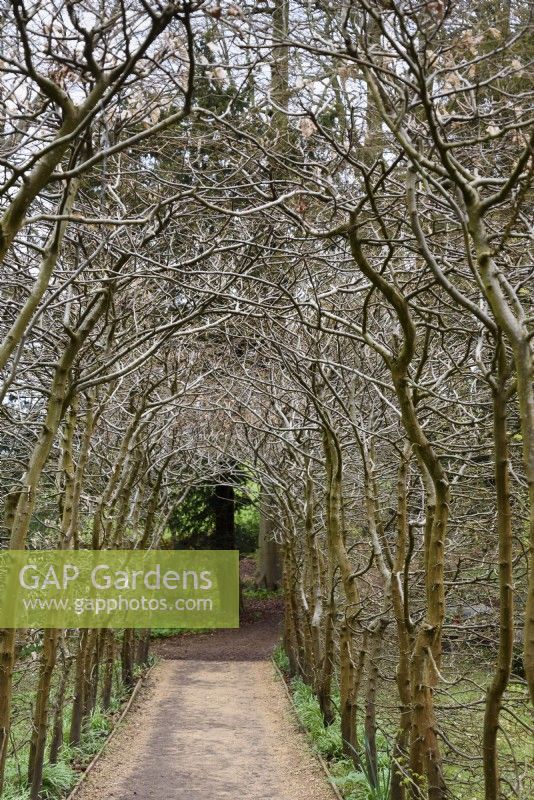Promenade en hêtre au jardin rococo de Painswick dans le Gloucestershire en mars 