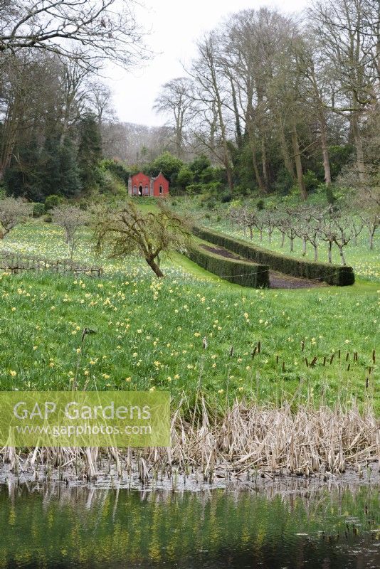 Painswick Rococo Garden in Gloucestershire in spring where daffodils carpet the ground beneath fruit trees.