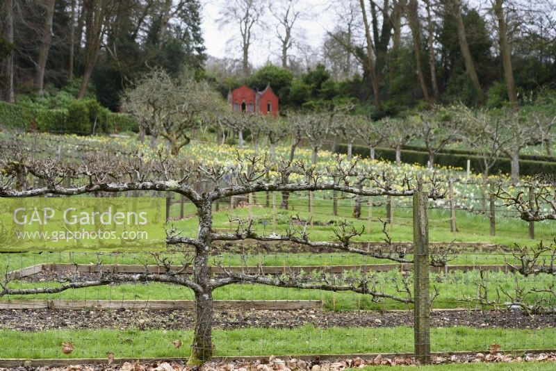 Arbres fruitiers en espalier au jardin Rococo de Painswick dans le Gloucestershire en mars 