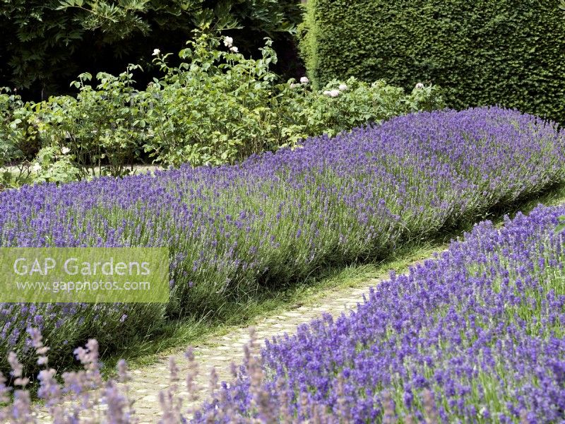 Double row of Lavandula angustifolia - English Lavender - either side of path, summer June