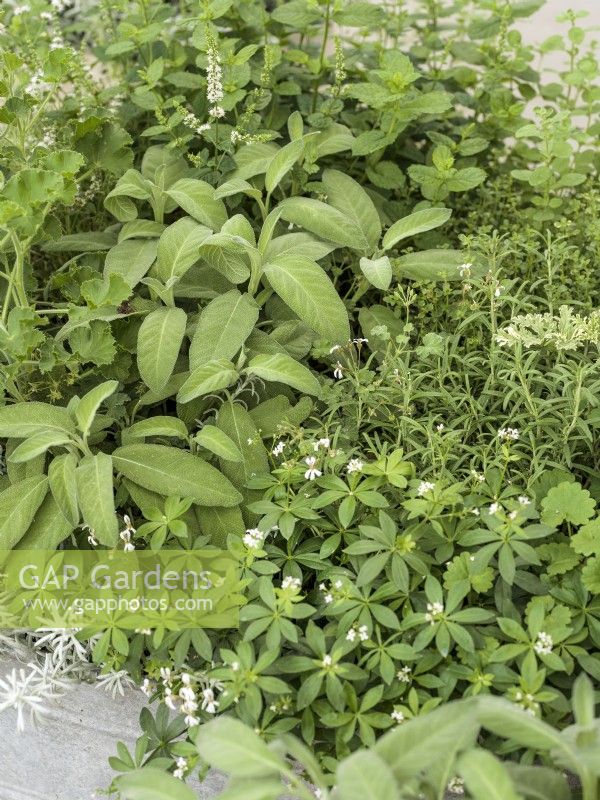 Le mélange d'herbes comprend Salvia officinialis - Sauge - avec Galium odoratum - Sweet Woodruff, été juin 
