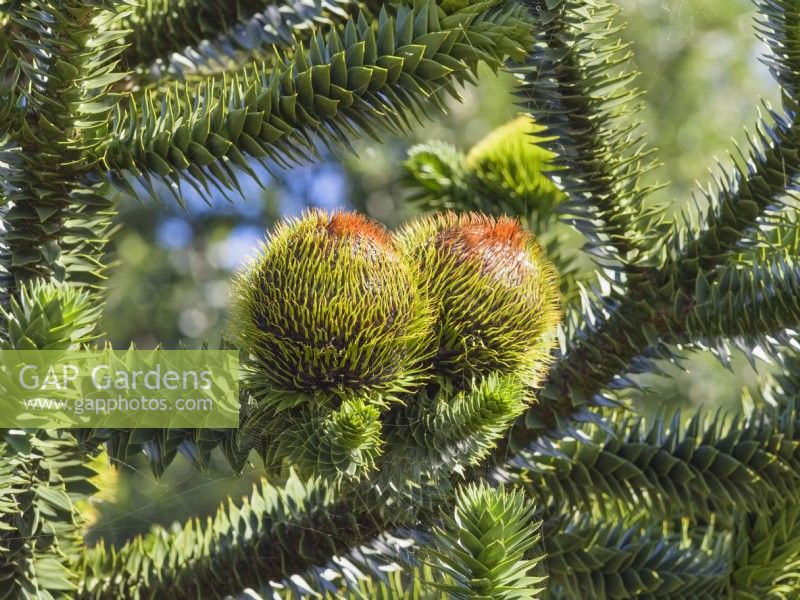 Araucaria araucana - Monkey puzzle tree with Male Cones