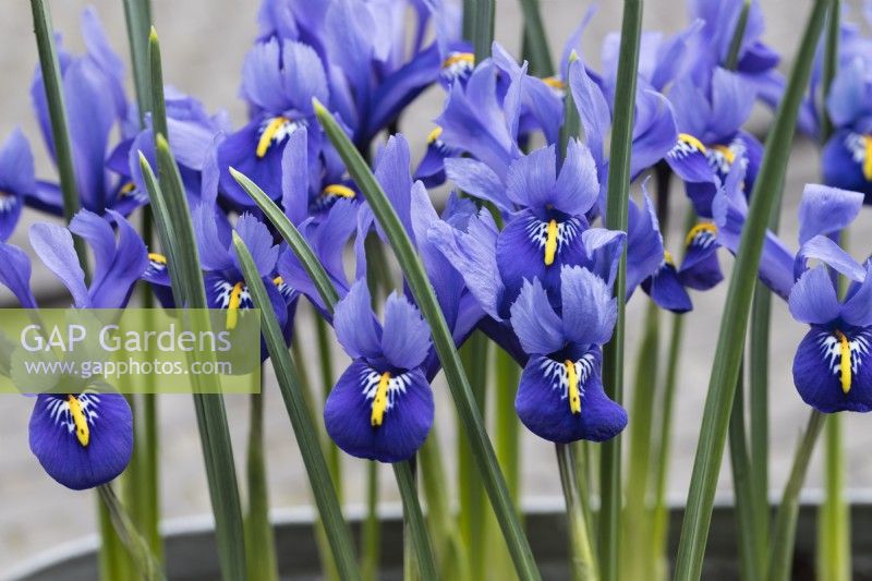 Iris reticulata 'Harmony' - plusieurs fleurs - gros plan. 