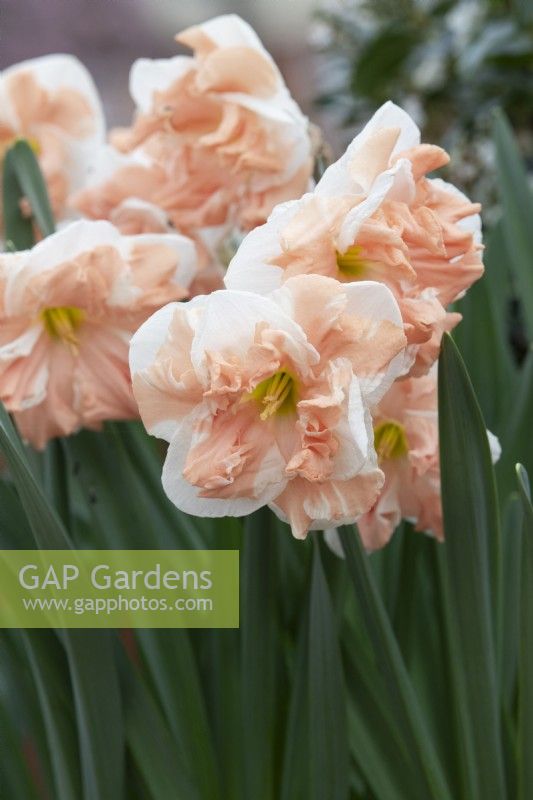 Narcissus 'Apricot Whirl' - Daffodil