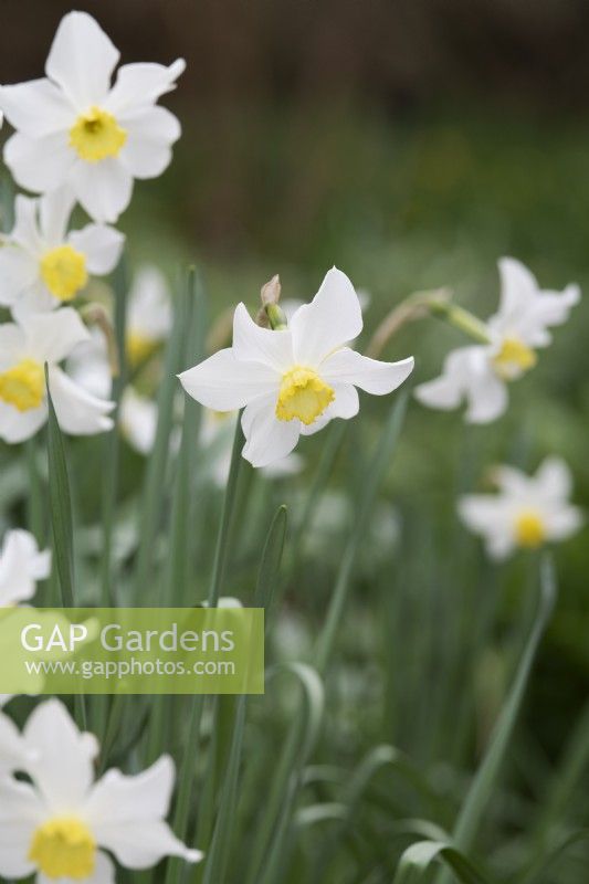 Narcissus 'Sybil' - Daffodil