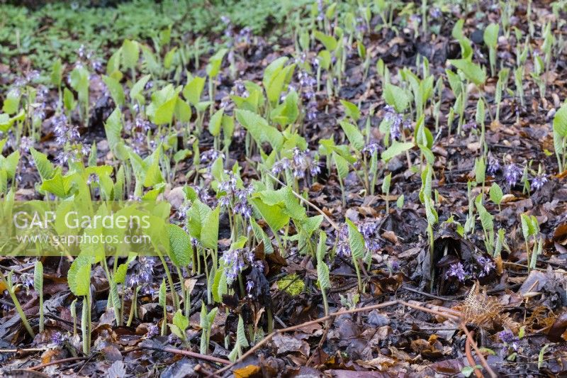 Trachystemon orientalis plants emerging though leaf litter and showing flower. February.