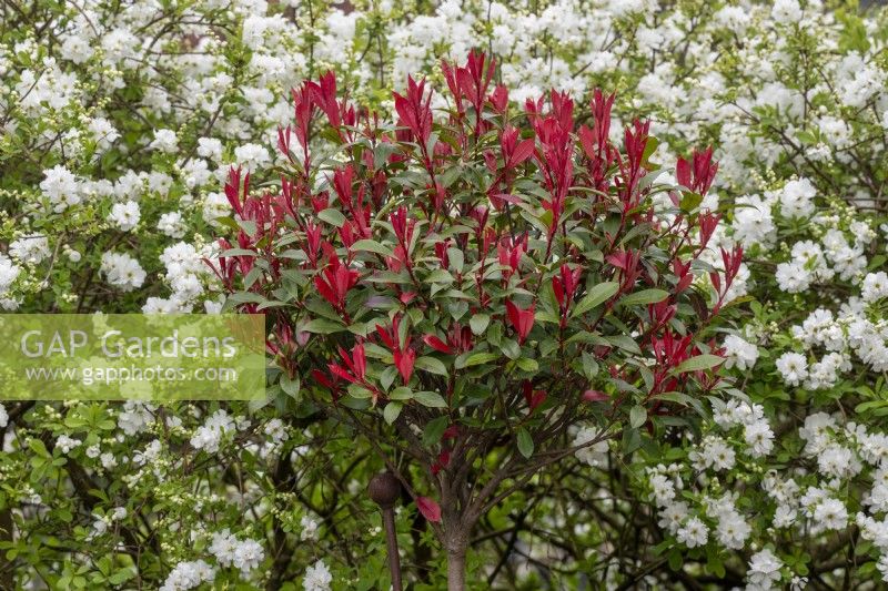 Caption Photinia x fraseri - Christmas berry - in front of Exochorda macrantha The Bride, growing at RHS Wisley