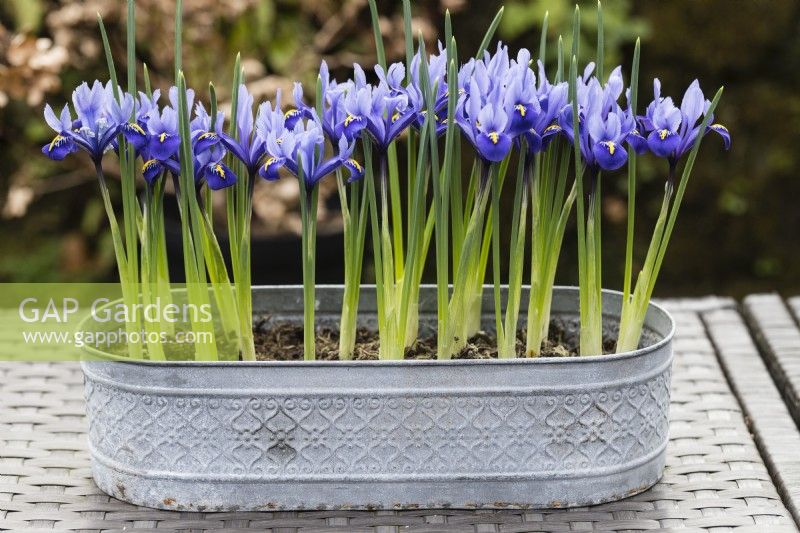 Iris reticulata 'Harmony' planté dans un pot ovale en métal galvanisé et posé sur une table toutes saisons. 