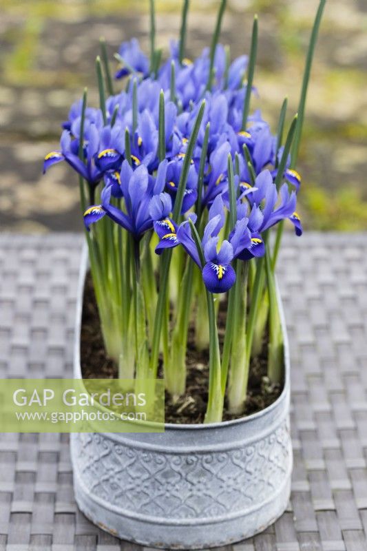 Iris reticulata 'Harmony' planted in oval galvanised metal container and set on an all weather table.