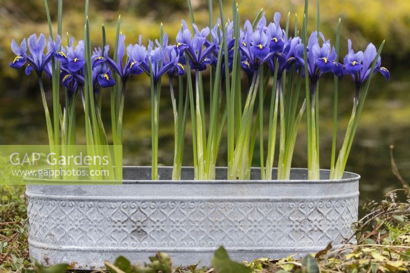 Iris reticulata 'Harmony' planté dans un pot ovale en métal galvanisé. 
