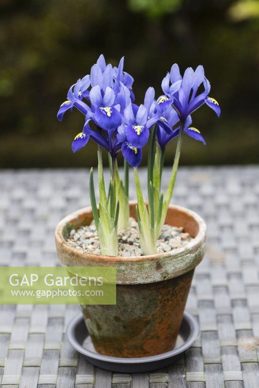 Iris reticulata 'Harmony' - several plants - planted in clay pot.