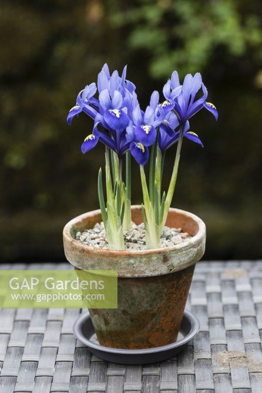 Iris reticulata 'Harmony' - several plants - planted in clay pot.