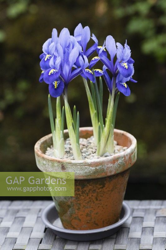 Iris reticulata 'Harmony' - plusieurs plantes - plantées dans un pot en argile. 