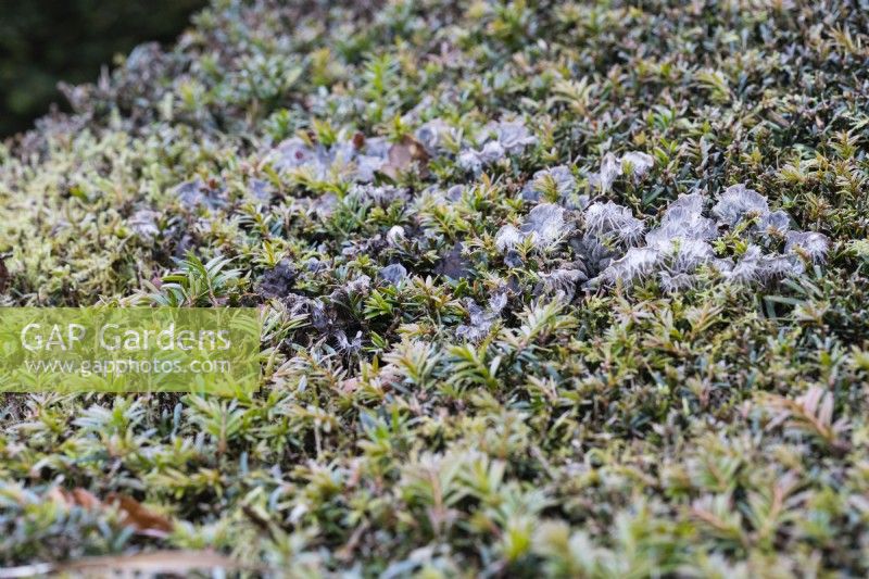 Lichen poussant sur une surface dense d'if coupé. 