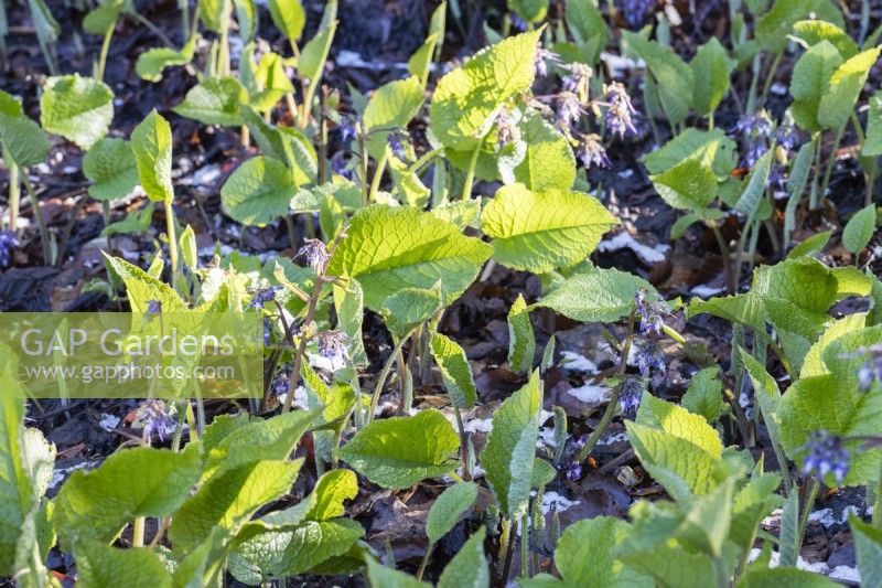 Trachystemon orientalis. Young leaves and flowers emerging from leaf litter. March. Spring.
