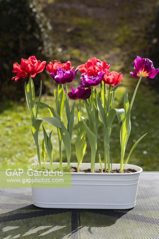Tulipa 'Red Foxtrot' et Tulipa 'Showcase' plantées dans une auge en métal peint en blanc et placées à l'extérieur sur une table tous temps. Mars. Printemps. 