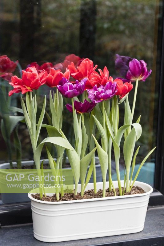 Tulipa 'Red Foxtrot' et Tulipa 'Showcase' plantées dans une auge en métal peint en blanc et placées à l'extérieur sur le rebord de la fenêtre de la véranda. Mars. Printemps. 