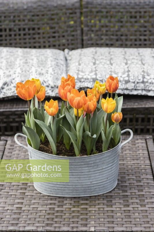 Tulipa 'Princess Irene' with Tulipa 'Ravana' planted in galvanised metal container and placed outside on all weather table. March. Spring. 