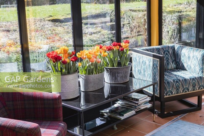 Three galvanised metal containers containing Tulipa 'Red Princess' and Tulipa Orange Princess (outer two) and Tulipa 'Princess Irene' and Tulipa 'Ravena' (central container), placed on glass table and situated in the conservatory. March. Spring.