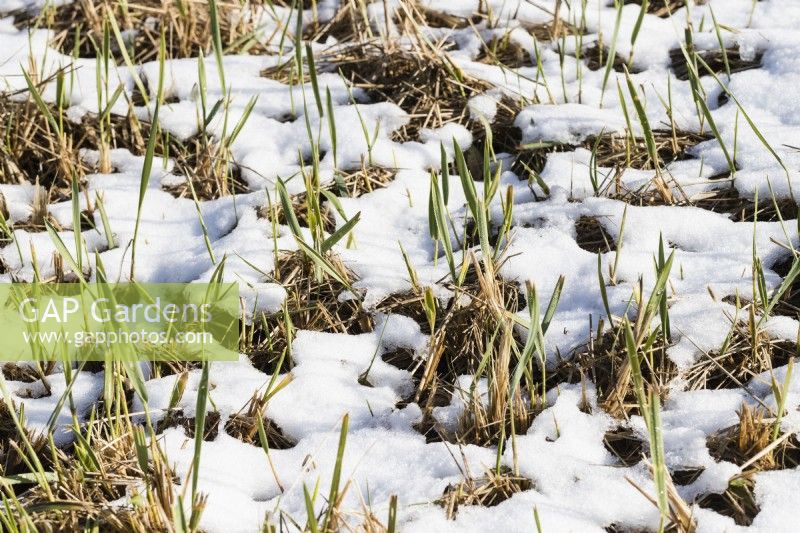 Eleymus arenarius. Young shoots of grass emerging through snow-covered ground. March. 