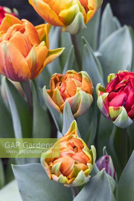 Tulipa 'Orange Princess' and Tulipa 'Red Princess'. March. Spring