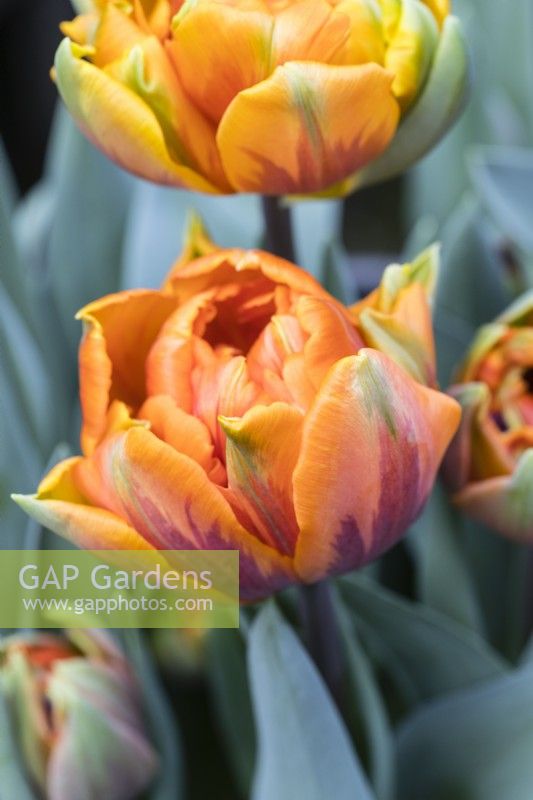 Tulipa 'Orange Princess'. March. Spring