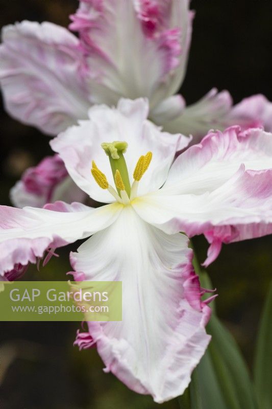 Tulipa 'Cabana'. Pastel Parrot. Close up of single flower. March. Spring.