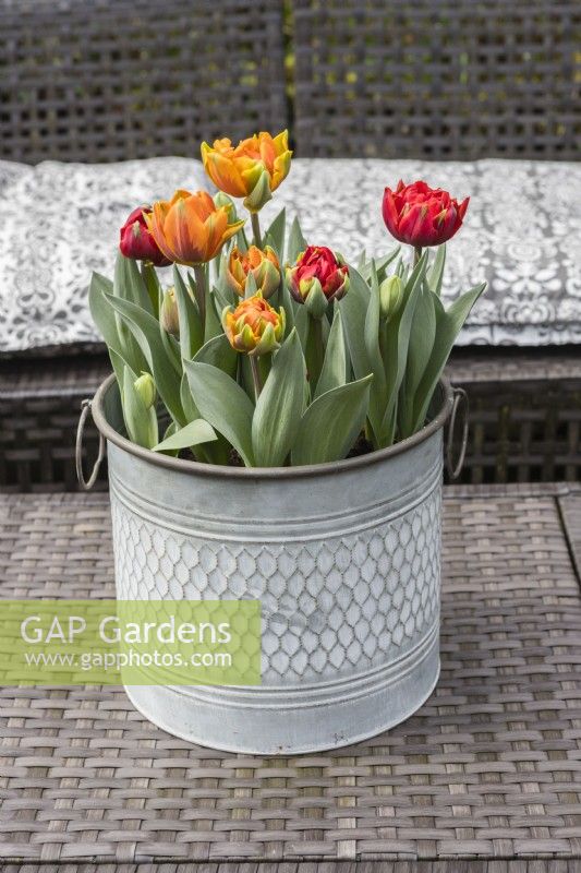 Tulipa 'Orange Princess' and Tulipa 'Red Princess' planted in galvanised metal container and placed outside on all weather table. March. Spring
