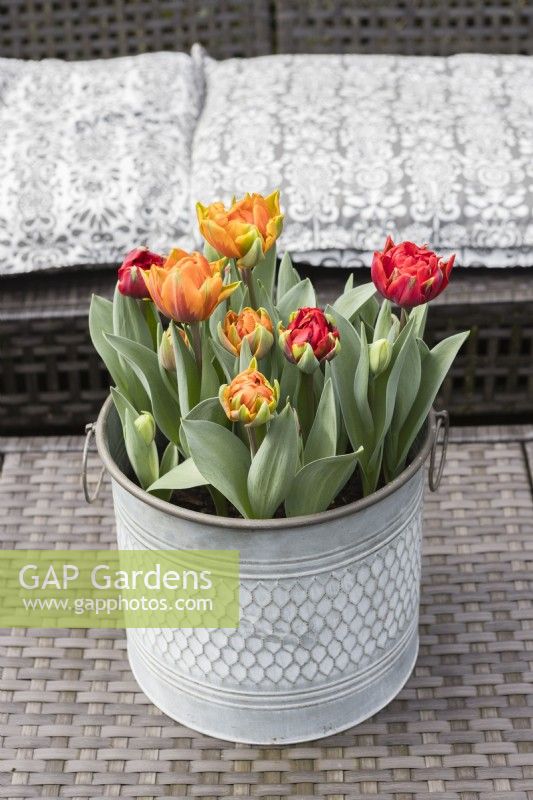 Tulipa 'Orange Princess' and Tulipa 'Red Princess' planted in galvanised metal container and placed outside on all weather table. March. Spring