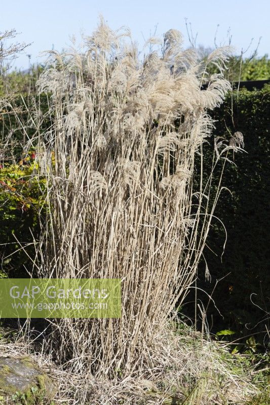 Miscanthus sinensis 'Malepartus'. Clump of mature plant left to stand in winter. March. Spring.