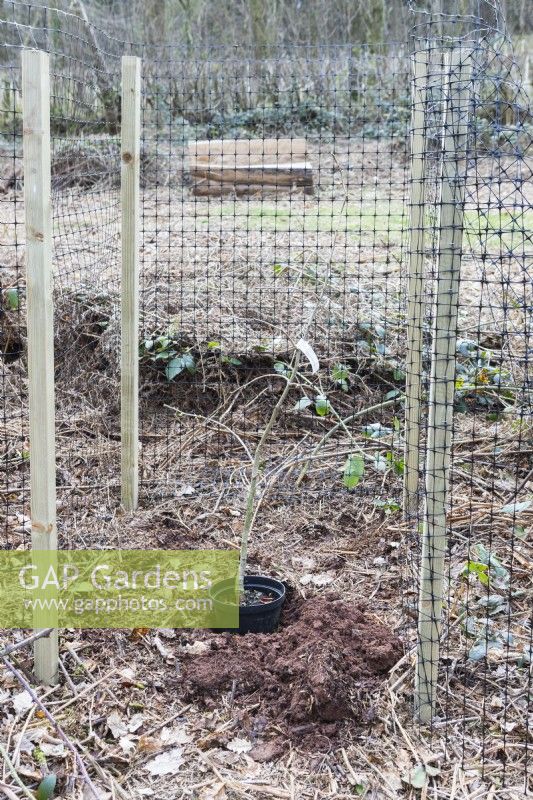 Cage composée de poteaux en bois avec filet en plastique pour protéger les arbres nouvellement plantés du broutage des animaux. Mars. Printemps. 