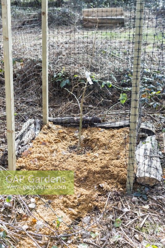 Cage of wooden posts with plastic netting to protect newly planted tree from browsing animals. Tree mulched with sawdust. March. Spring.