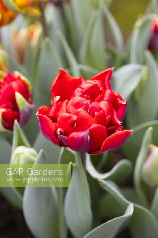 Tulipa 'Red Princess' . Single flower. March. Spring.