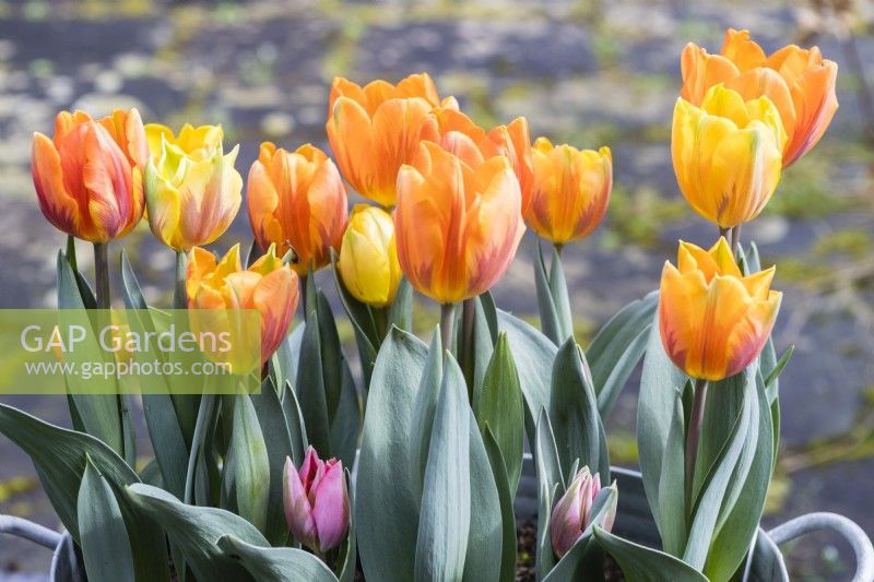 Tulipa 'Princess Irene' with Tulipa 'Ravana'  and two plants of Tulipa 'Pretty Princess' not fully open, planted in galvanised metal container. March. Spring.