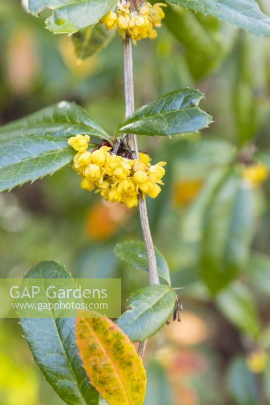 Berberis julianae. Close up of yellow flowers. March. Spring