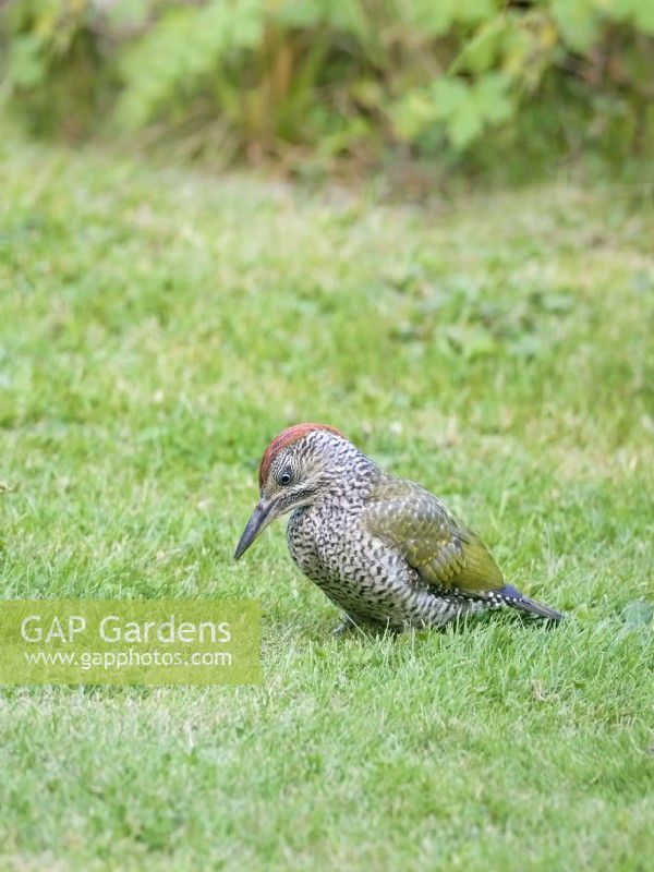 Picus viridis - Juvenile Green Woodpecker searching for ants in lawn